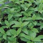 Plant de menthe bio : pot de 0,75 litre